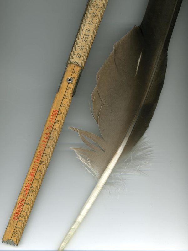 Penna di Aquila reale - Aquila chrysaetos